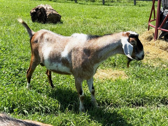 Rockey