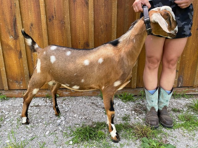 Jesse