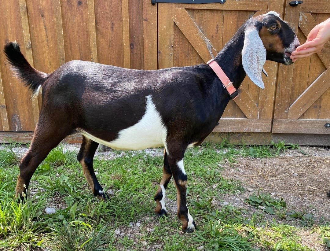 Val